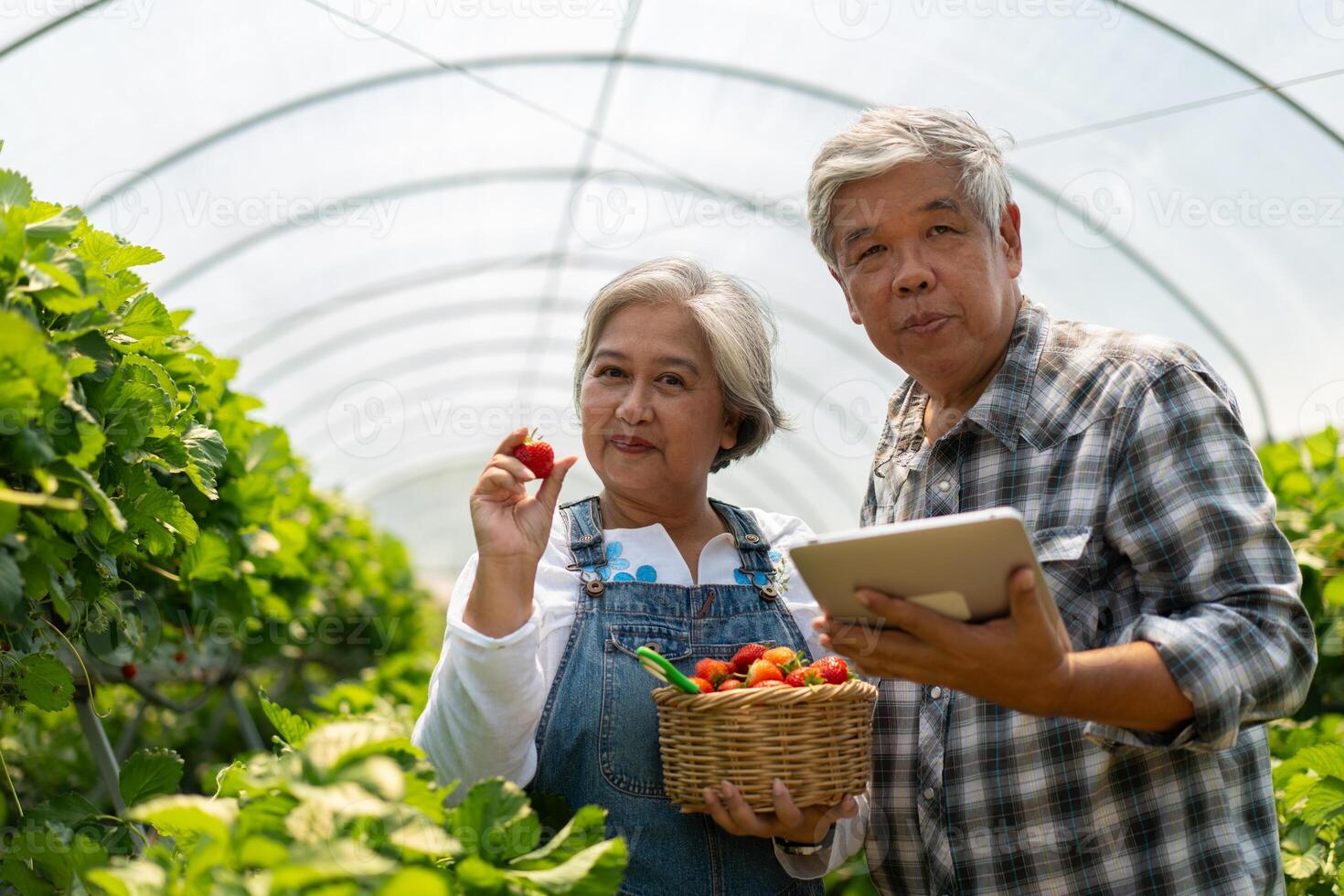 Happy cute couple Asian couple senior farmer working on an organic strawberry farm and harvest picking strawberries. Farm organic fresh harvested strawberry and Agriculture industry. photo