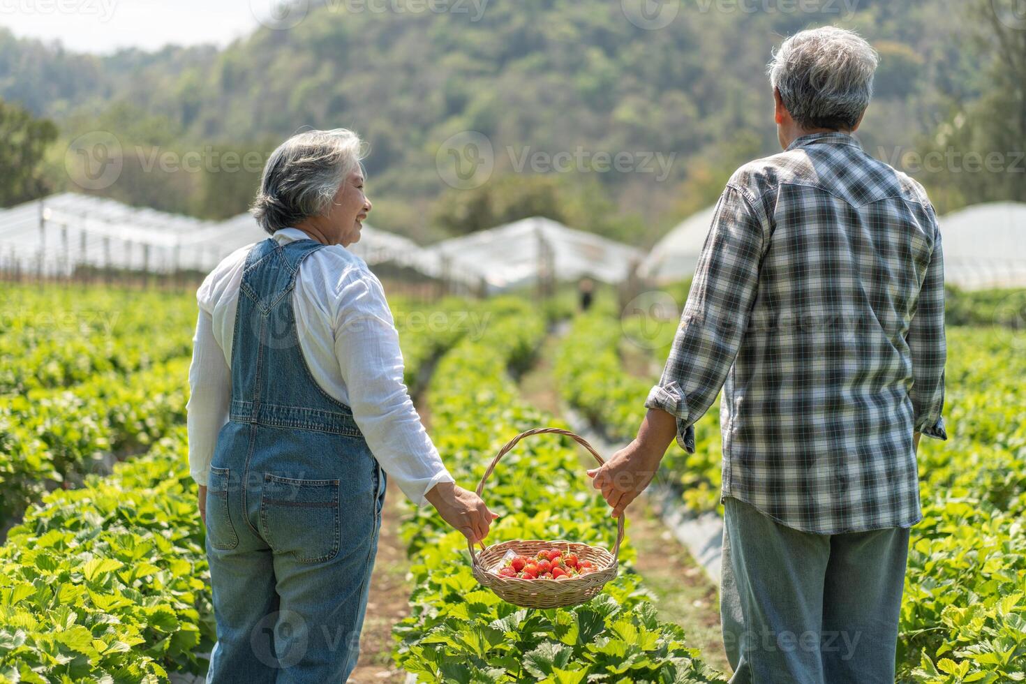 Happy cute couple Asian couple senior farmer working on an organic strawberry farm and harvest picking strawberries. Farm organic fresh harvested strawberry and Agriculture industry. photo