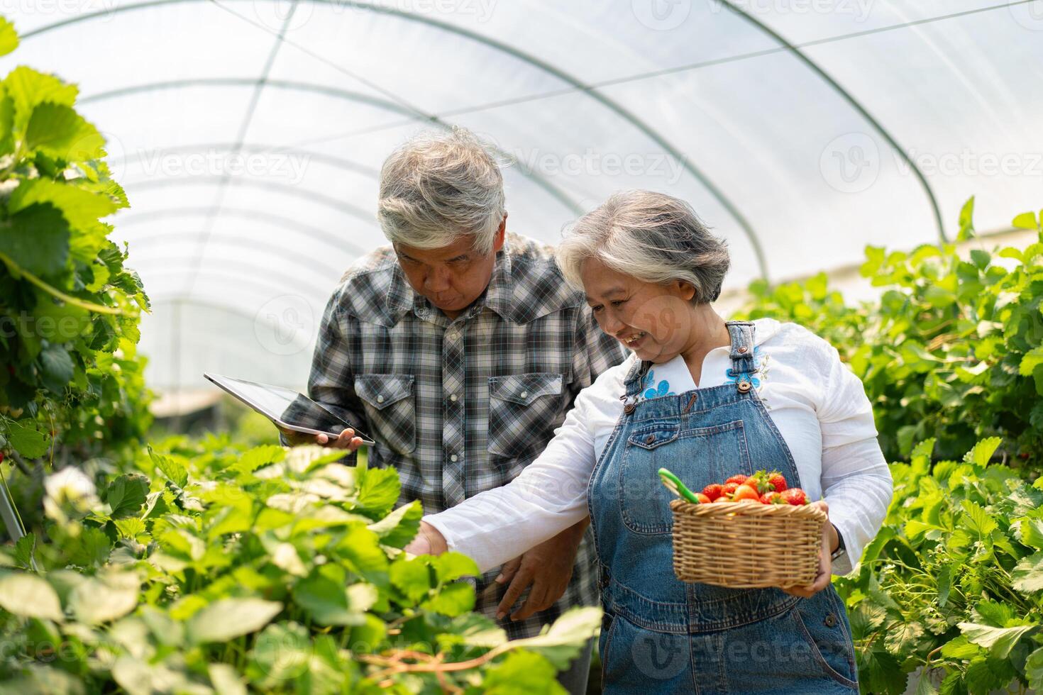 Happy cute couple Asian couple senior farmer working on an organic strawberry farm and harvest picking strawberries. Farm organic fresh harvested strawberry and Agriculture industry. photo