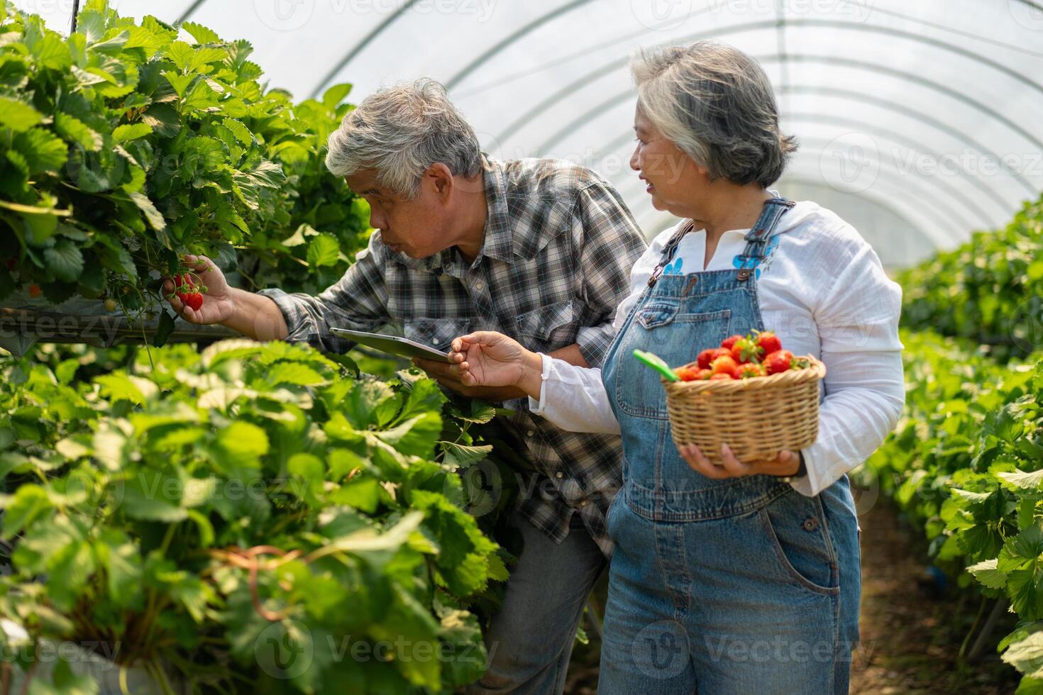 Happy cute couple Asian couple senior farmer working on an organic strawberry farm and harvest picking strawberries. Farm organic fresh harvested strawberry and Agriculture industry. photo