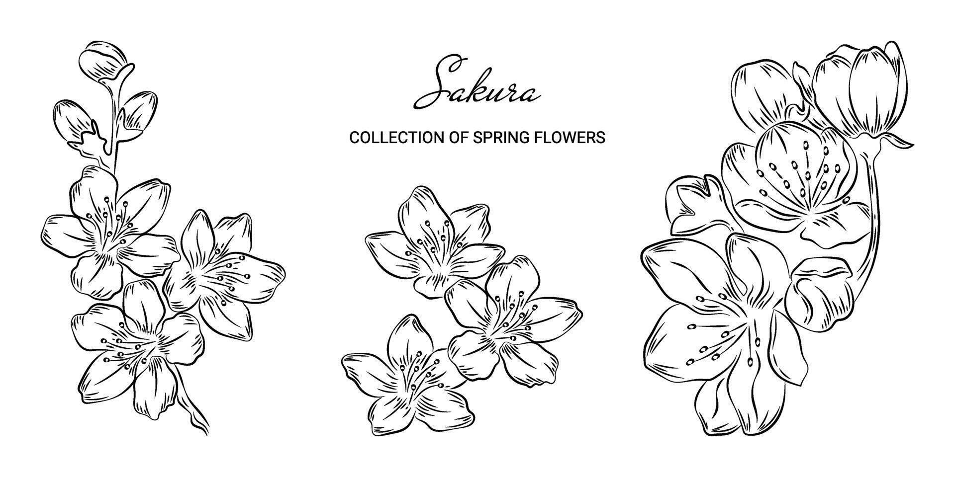 Set of spring sakura flowers in doodle style. Trendy botanical elements on a white background and without. Sketch of a blooming cherry. Wedding elegant Japanese cherry for invitation save date card vector