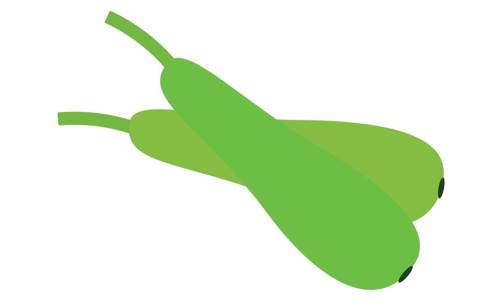 Bottle Gourd Design And Illustration. vector