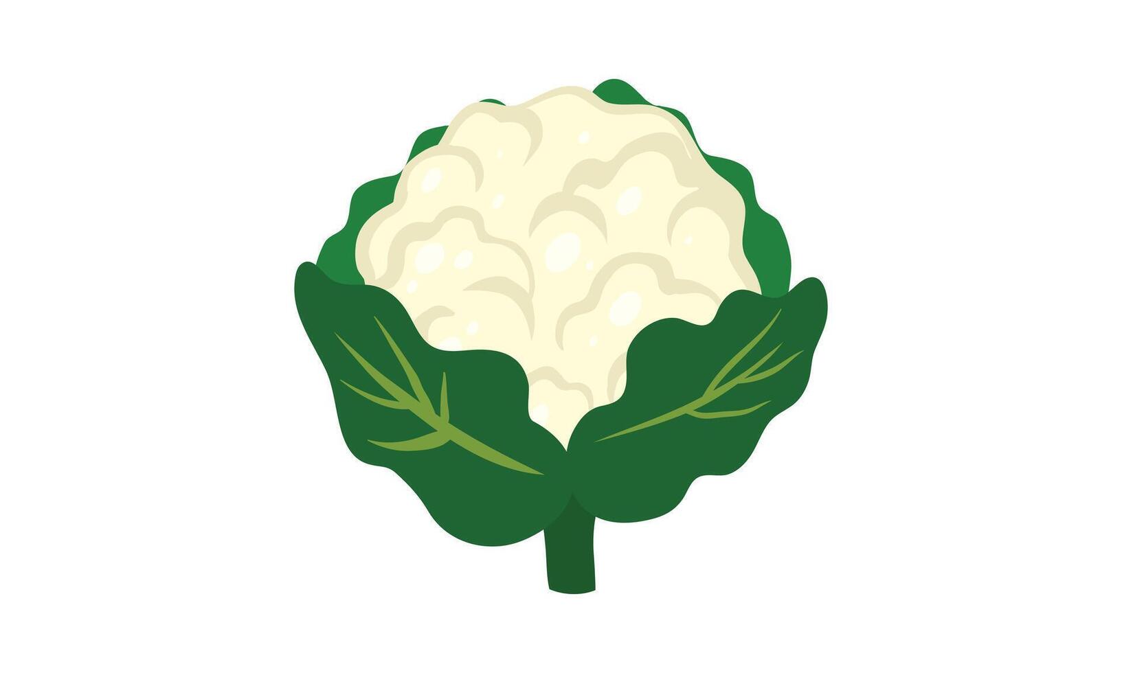 Cauliflower Design And Illustration. vector