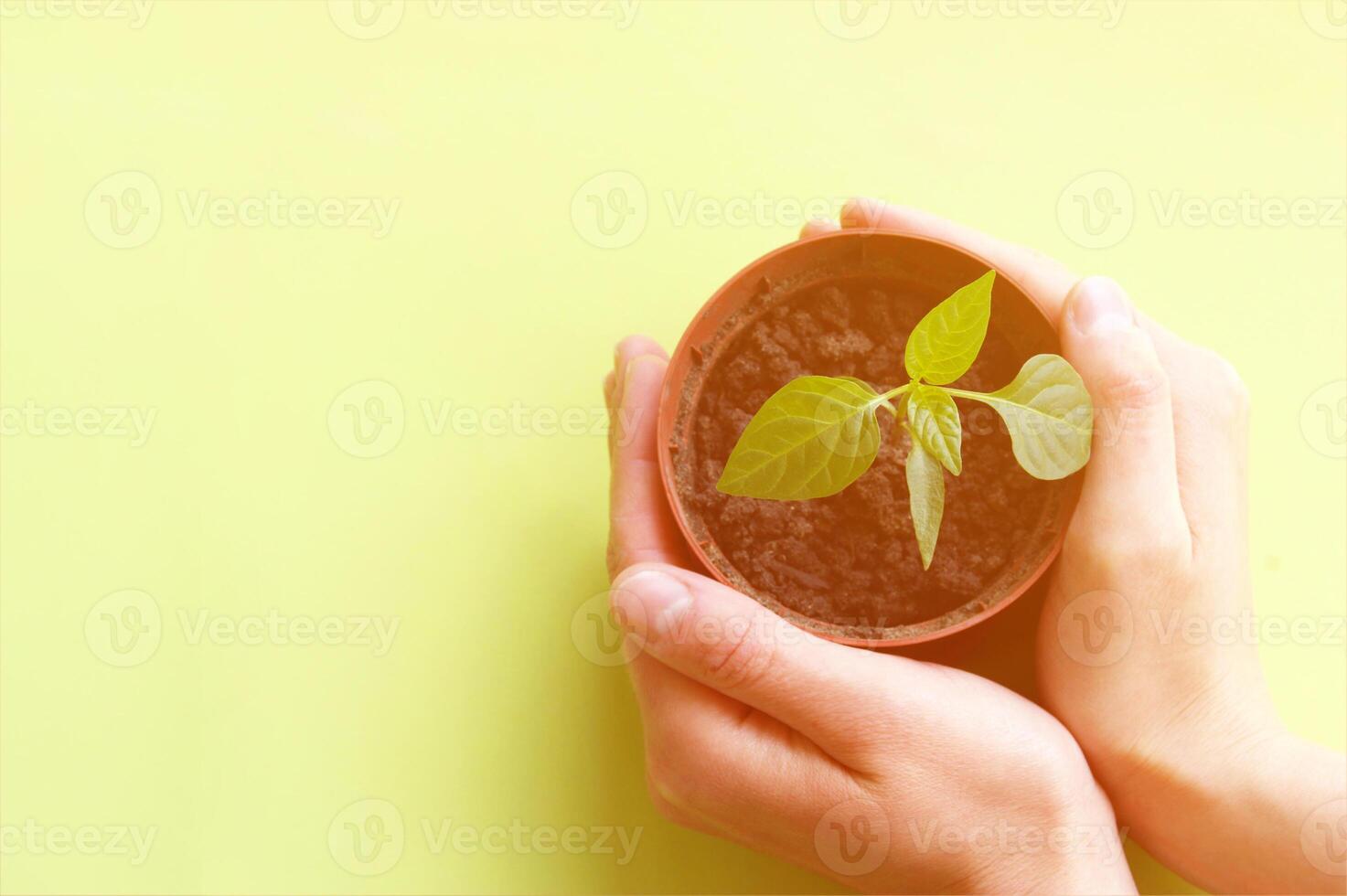 Woman holding pot with seedling on green background. photo
