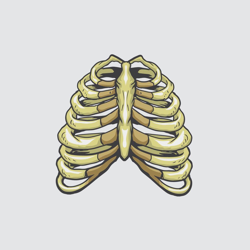 Rib Skeleton illustration vector