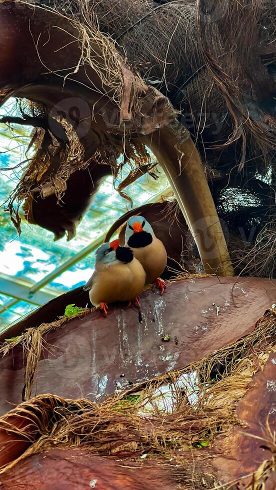 A charming pair of lovebirds nestled on a tree branch, sharing a serene moment in a tranquil environment, ideal for nature and romance themes photo