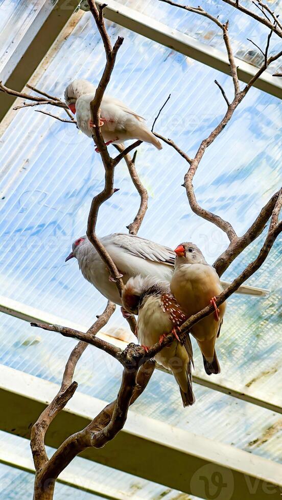 A tranquil scene of a white bird perched alone and two others cuddling on a branch, set against a bright aviary background photo