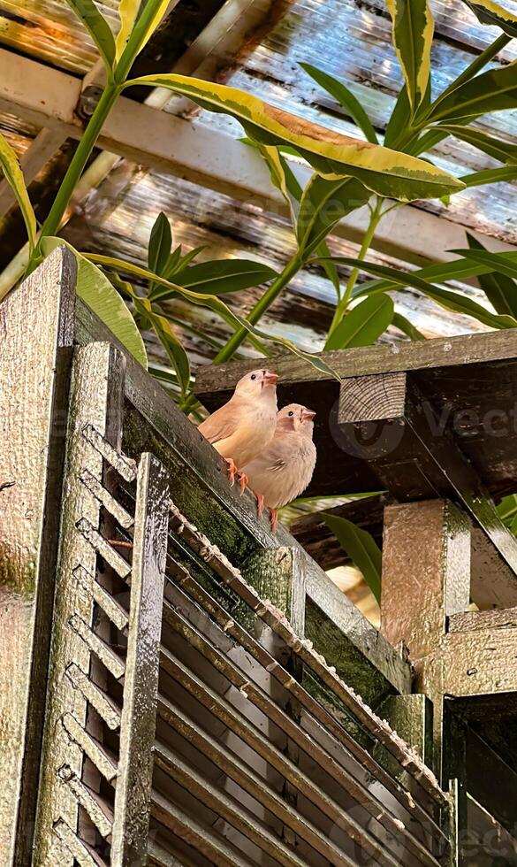 A charming pair of light-colored sparrows perched on a weathered wooden lattice, surrounded by lush greenery in soft light photo