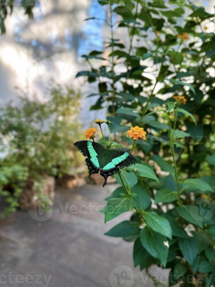 A stunning close-up of a patterned butterfly sitting gracefully on vibrant flowers, showcasing the intricate wing details and natural beauty. photo