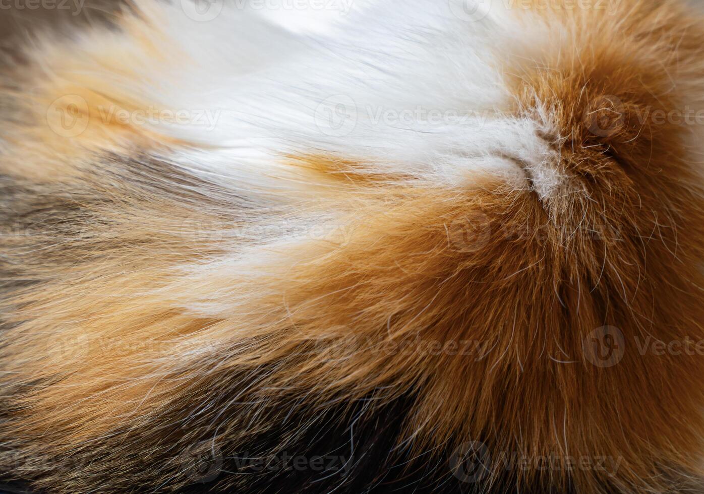 Close-up image capturing the rich, multicolored texture of calico cat fur in high detail, ideal for backgrounds and patterns photo