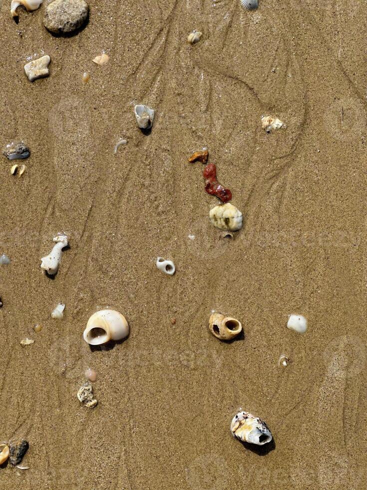 A detailed top view of various seashells and stones scattered on wet sand, capturing the essence of beachcombing photo