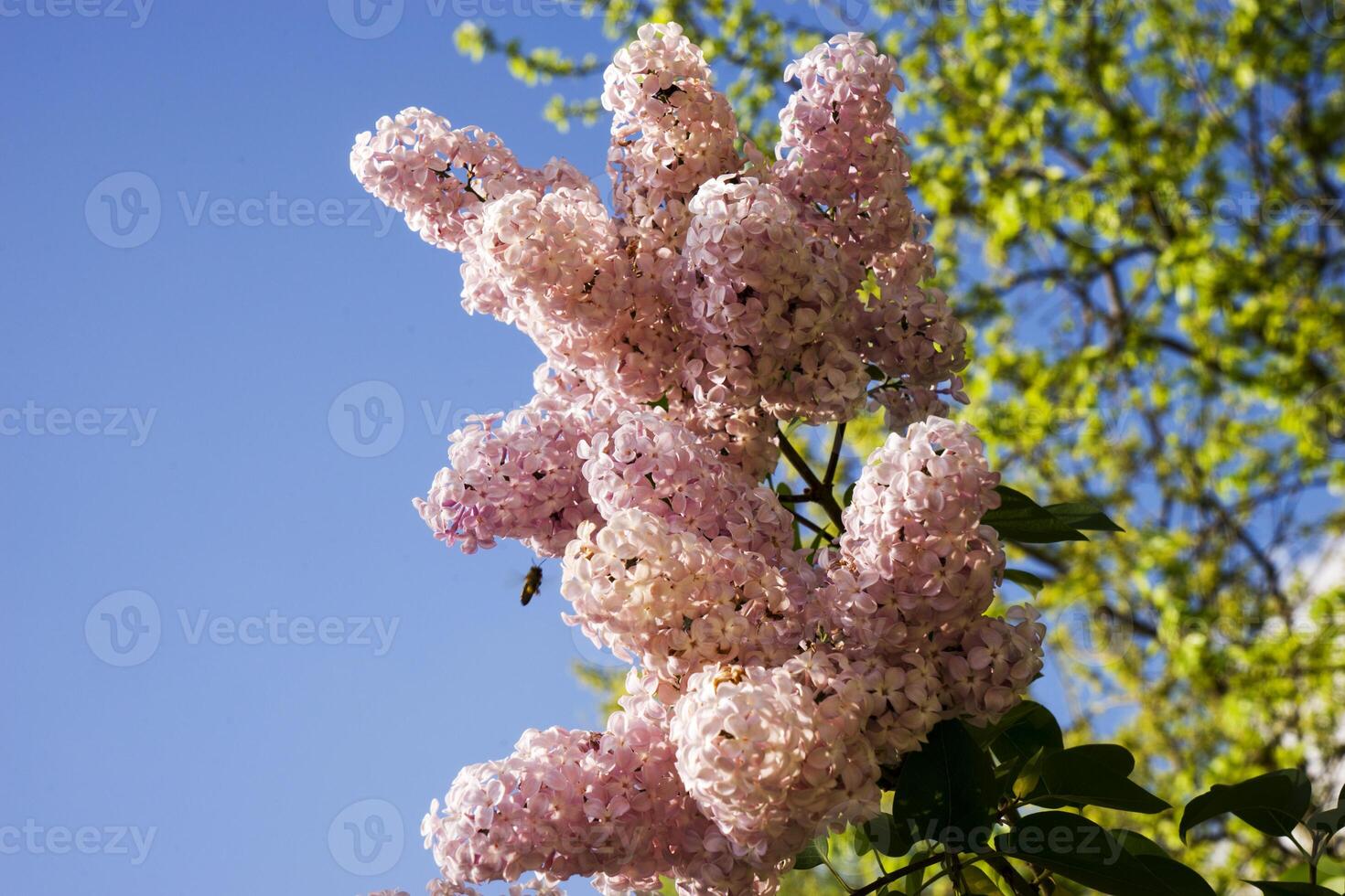 A large branch of lilac blossoms. Bright flowers of spring lilac bush. Spring lilac flowers close-up on a blurred blue sky background photo