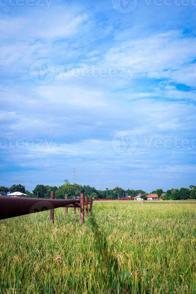 Gas pipe passing through rice fields which are getting ready to be harvested against a bright sky background with empty photocopy space. photo