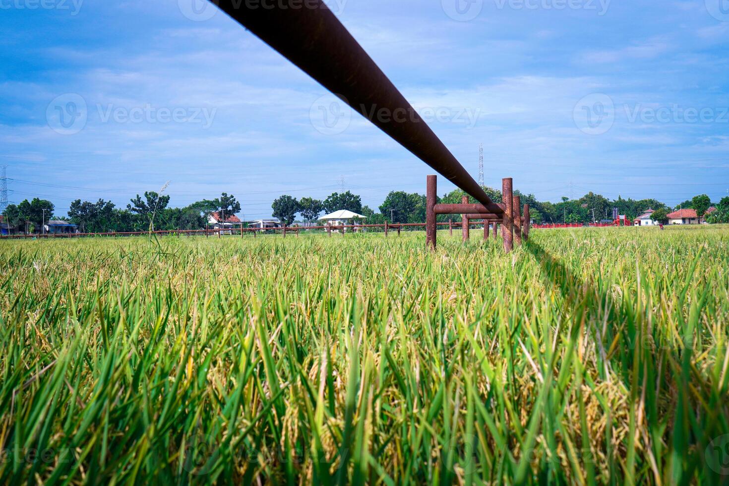 Gas pipe passing through rice fields which are getting ready to be harvested against a bright sky background with empty photocopy space. photo