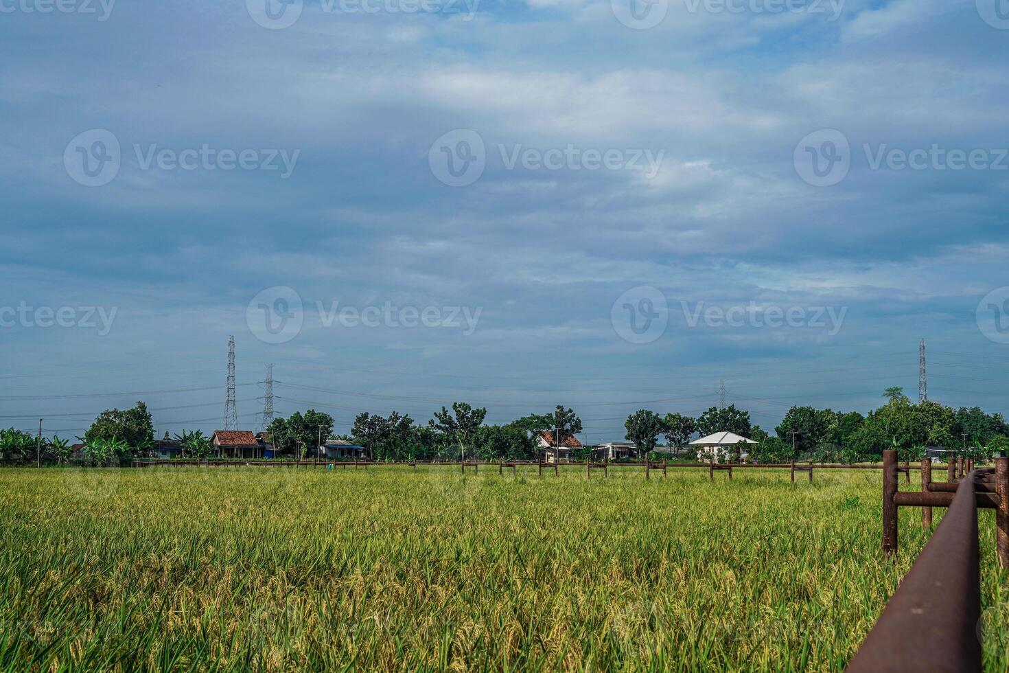 Gas pipe passing through rice fields which are getting ready to be harvested against a bright sky background with empty photocopy space. photo
