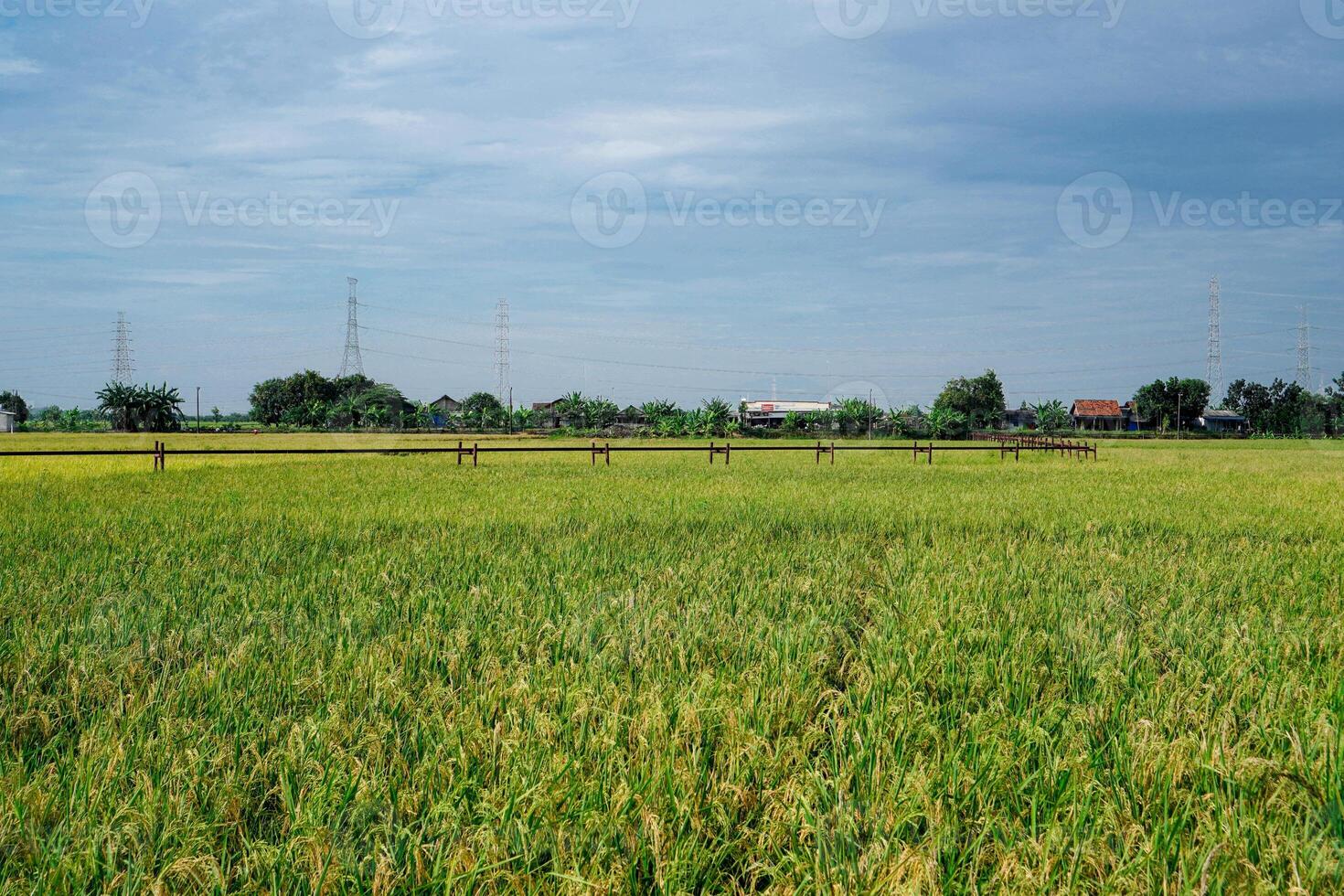 Gas pipe passing through rice fields which are getting ready to be harvested against a bright sky background with empty photocopy space. photo
