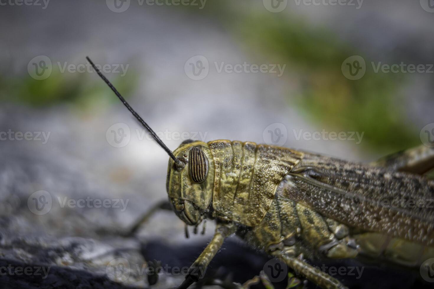 Closeup macro shot of a grashopper with blurry background photo