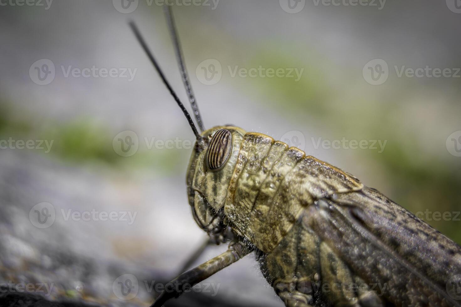 Closeup macro shot of a grashopper with blurry background photo