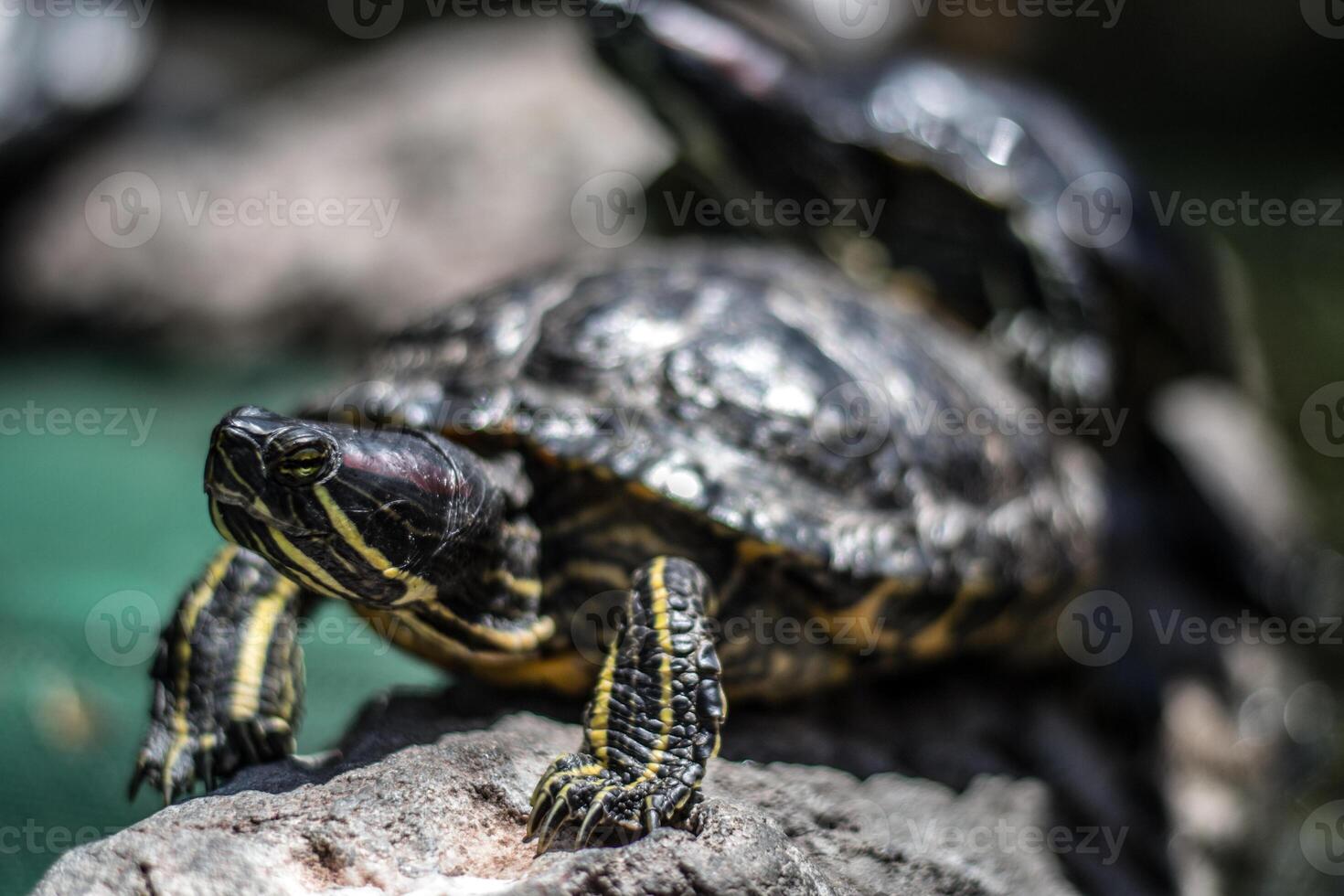 Yellow bellied Slider Trachemys scripta scripta turtle photo