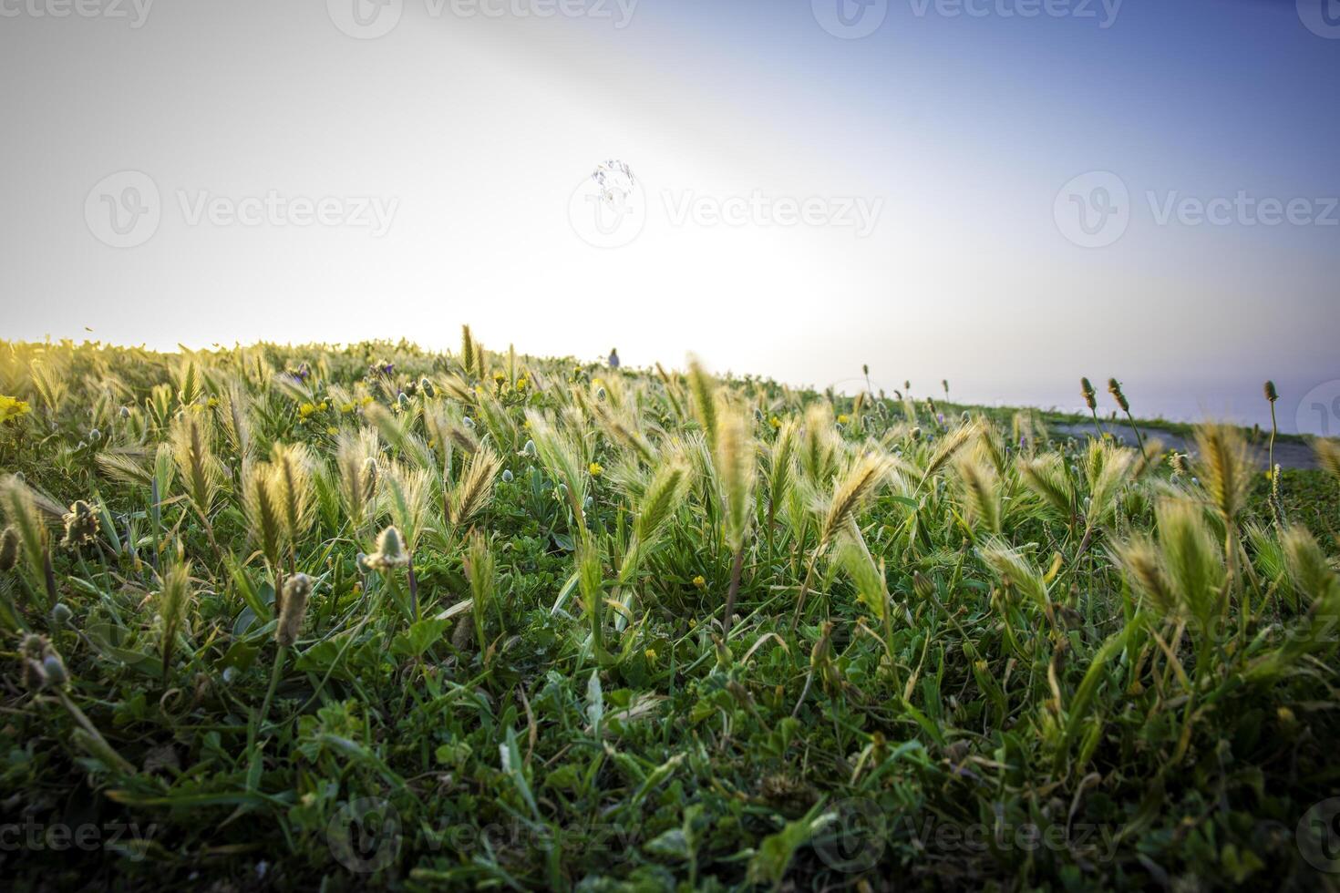 A serene field of tall grasses during sunset. photo