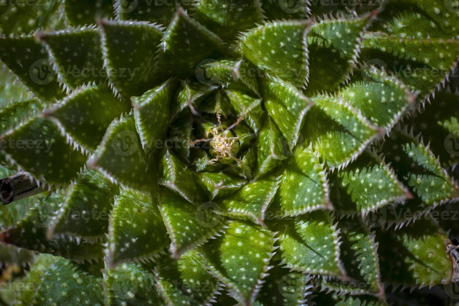 Directly above shot of Lace Aloe or Aristaloe aristata, abstract plant shot with green circular pattern photo