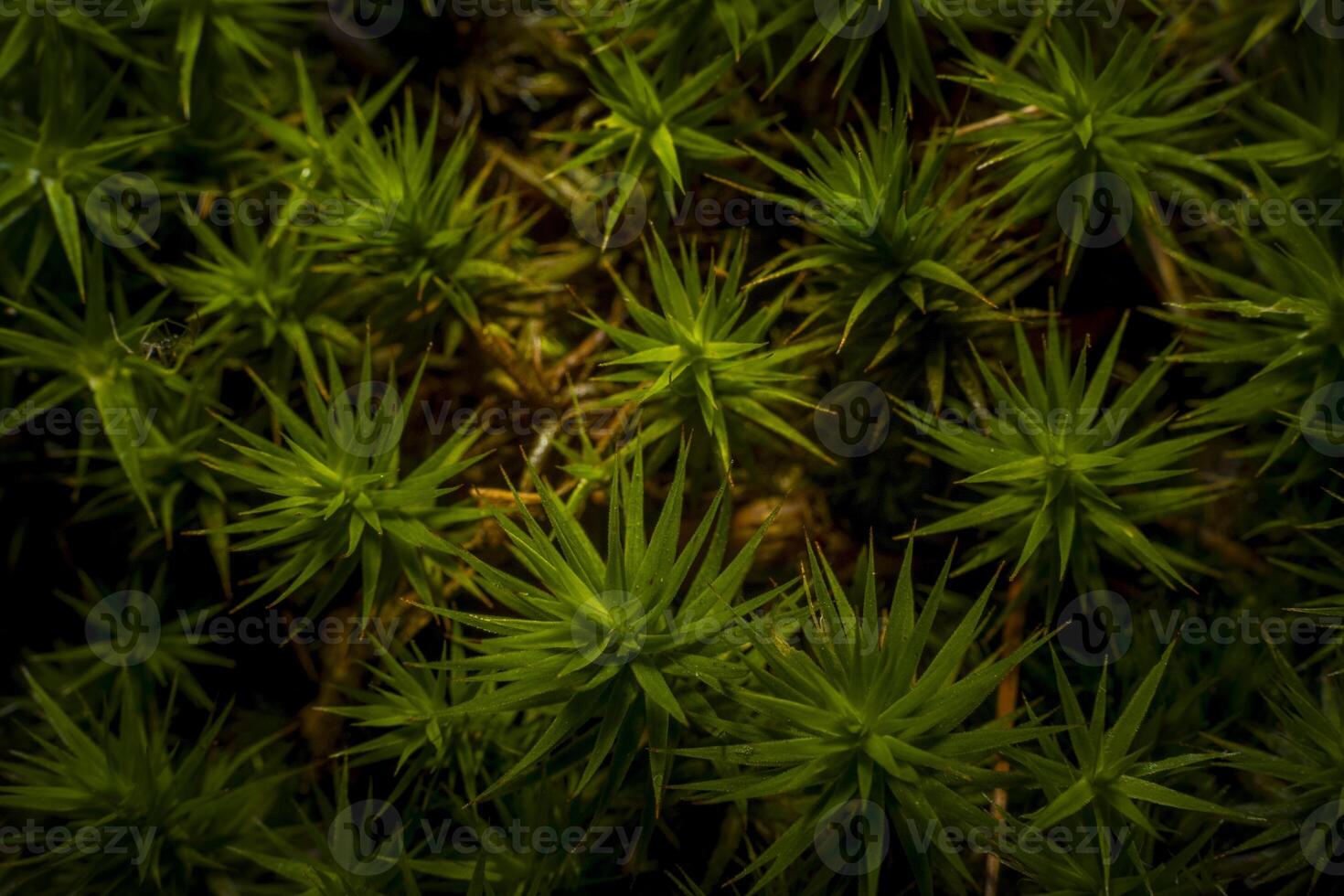 Closeup macro shot of common haircap moss, latin name Polytrichum strictum photo