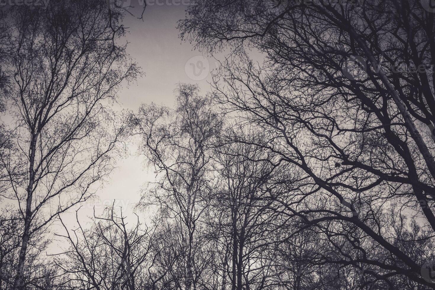 monochrome scene of bare tree branches against a light sky photo