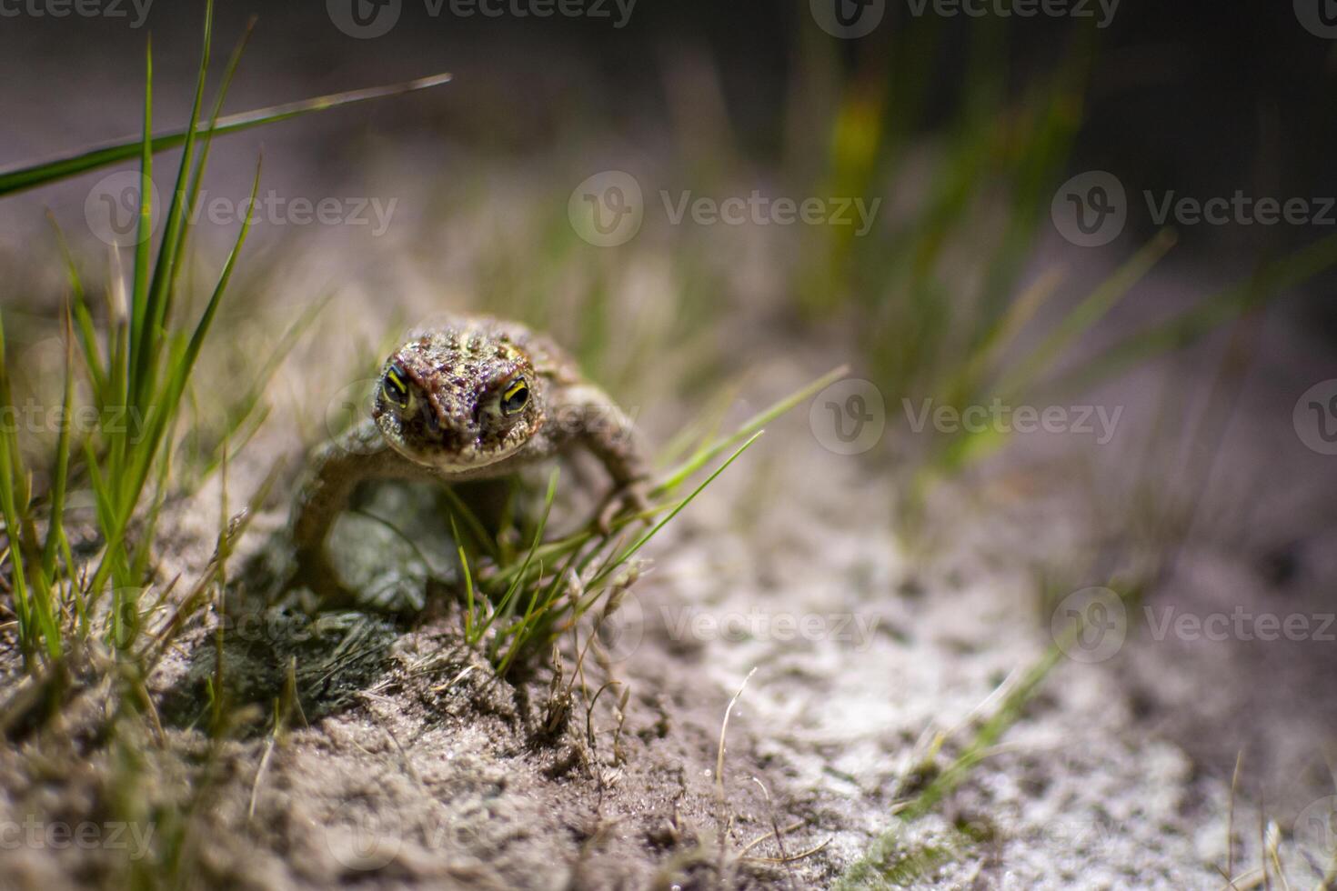 Natterjack toad, Epidalea calamita hiding in the sand of Kalmthout Heath photo