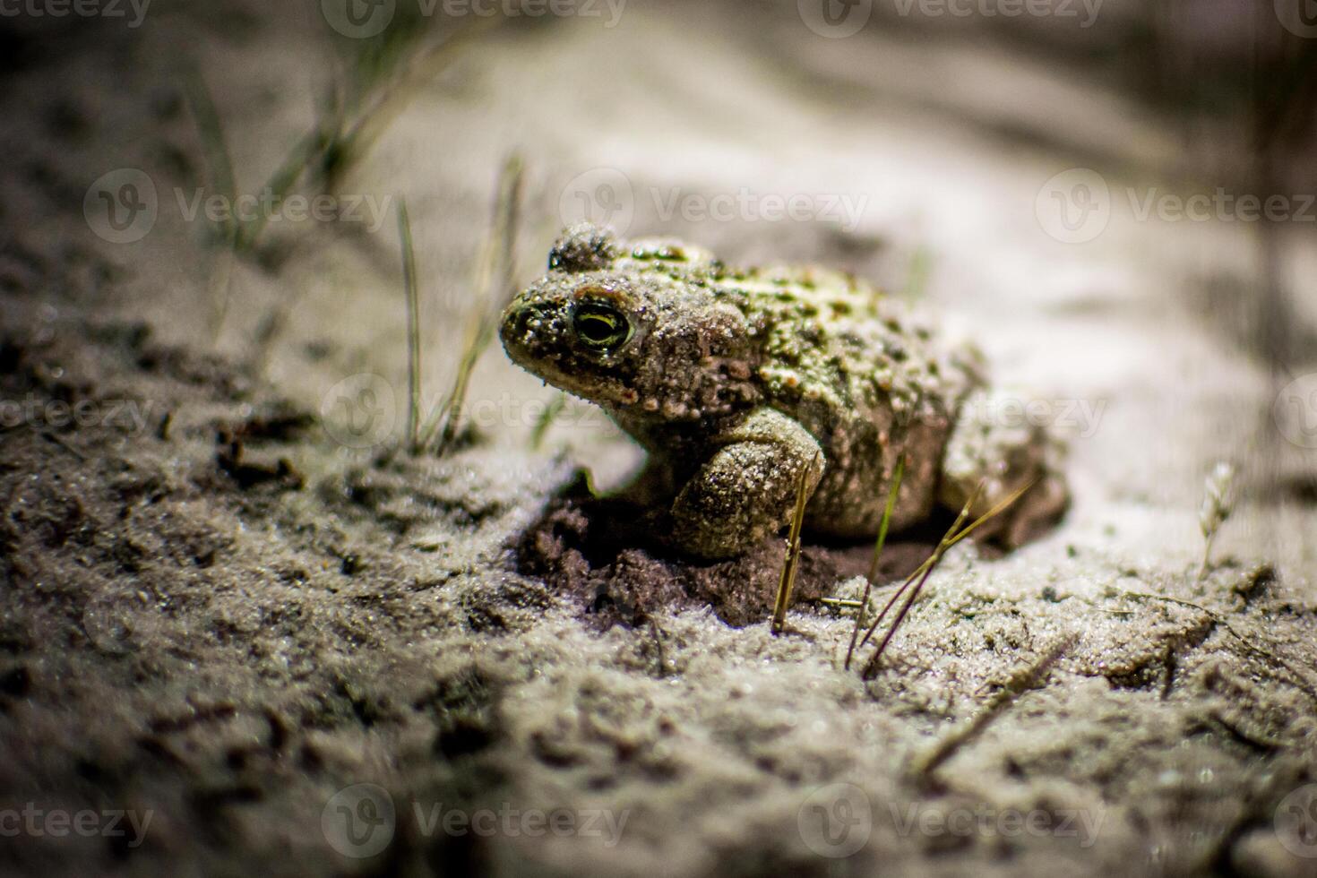 Natterjack toad, Epidalea calamita hiding in the grass of Kalmthout Heath photo