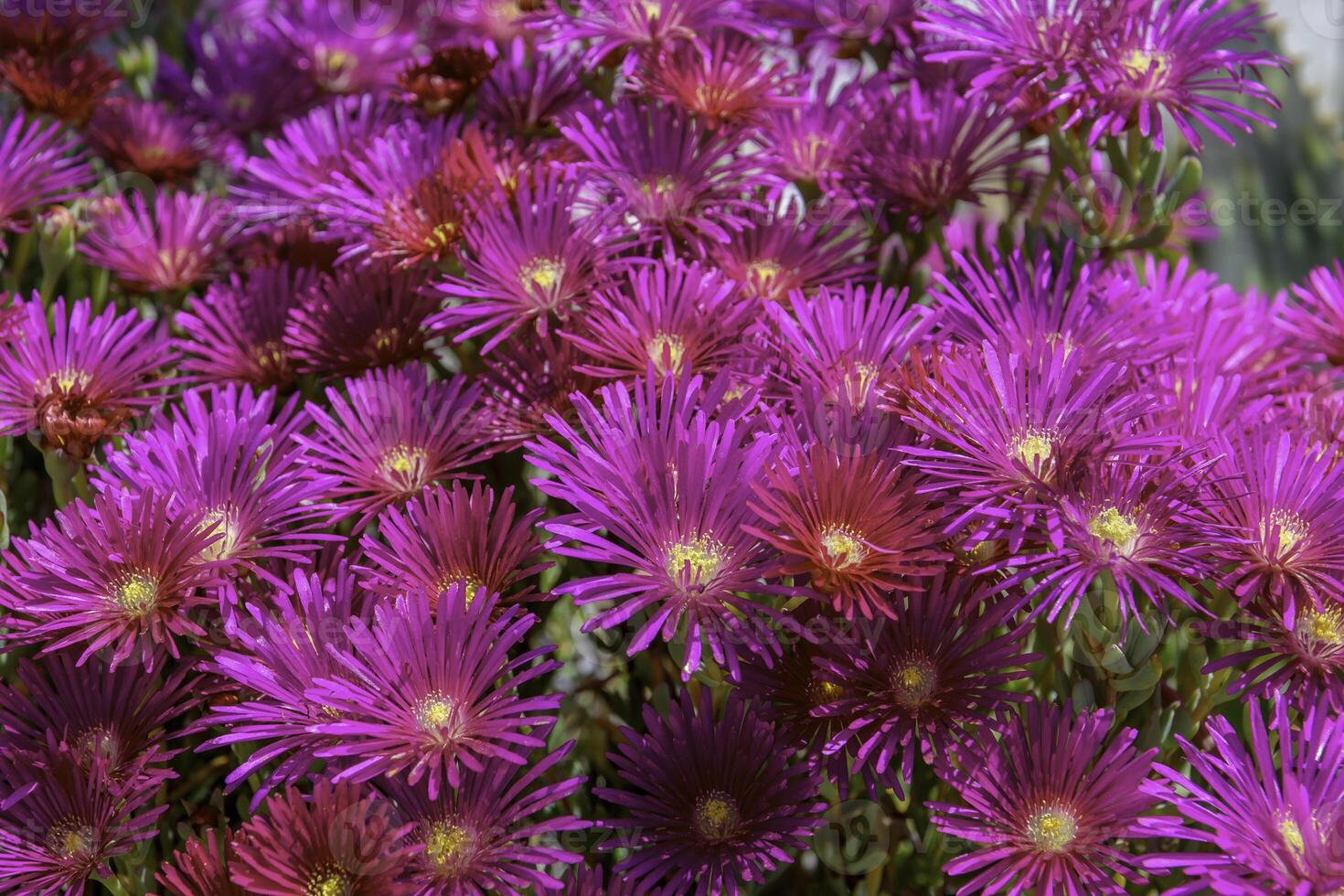 Vibrant pink flowers, likely from the genus Lampranthus, commonly known as ice plants photo