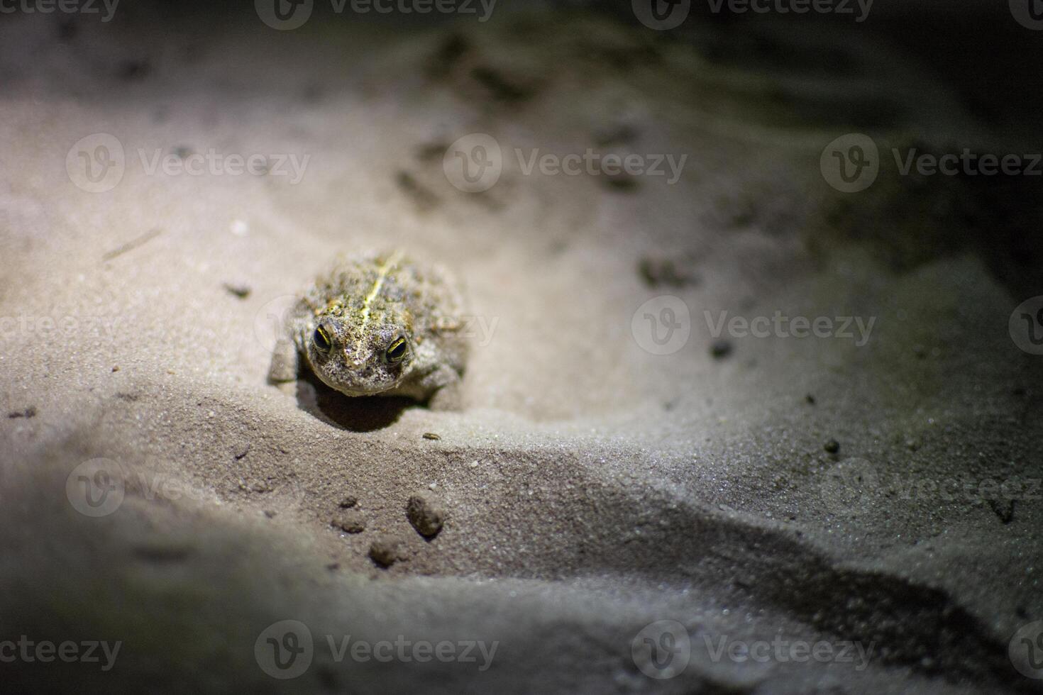 Natterjack toad, Epidalea calamita hiding in the sand of Kalmthout Heath photo