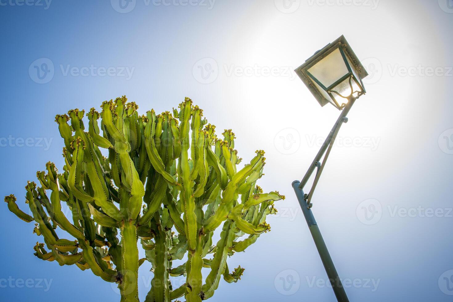 Abstract low angle view of a street lamp and cactus photo