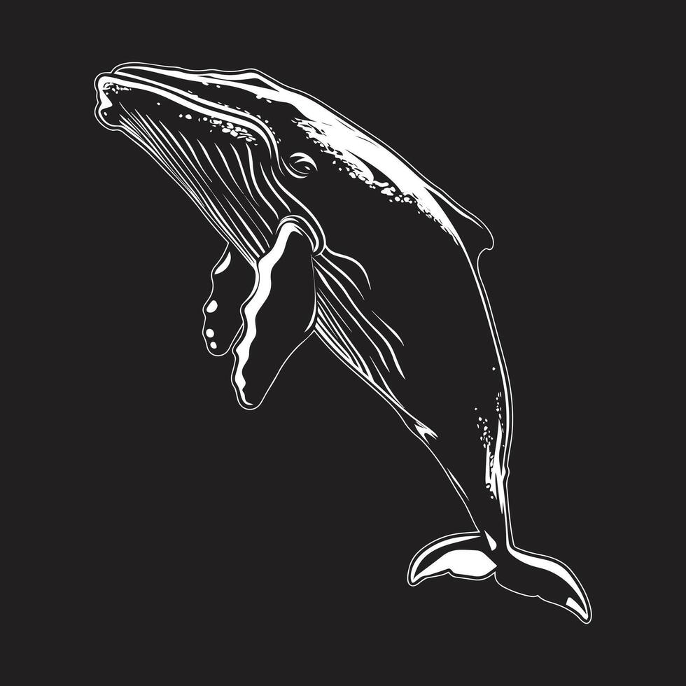illustration of a killer whale in black and white vector