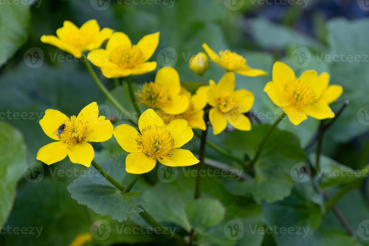 Marsh Marigold, Caltha palustris, flowering in springtime photo