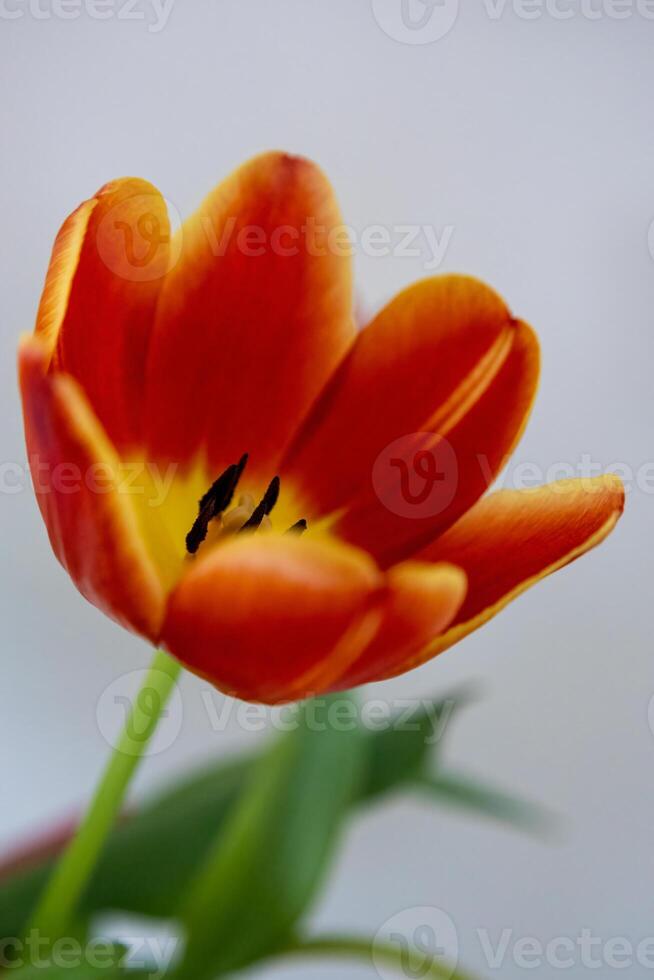 vibrante vistoso tulipán floración en primavera foto