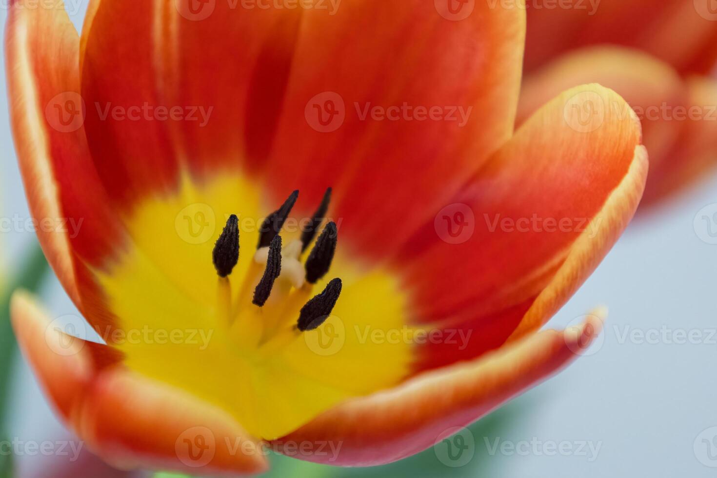 Vibrant colourful Tulip flowering in springtime photo