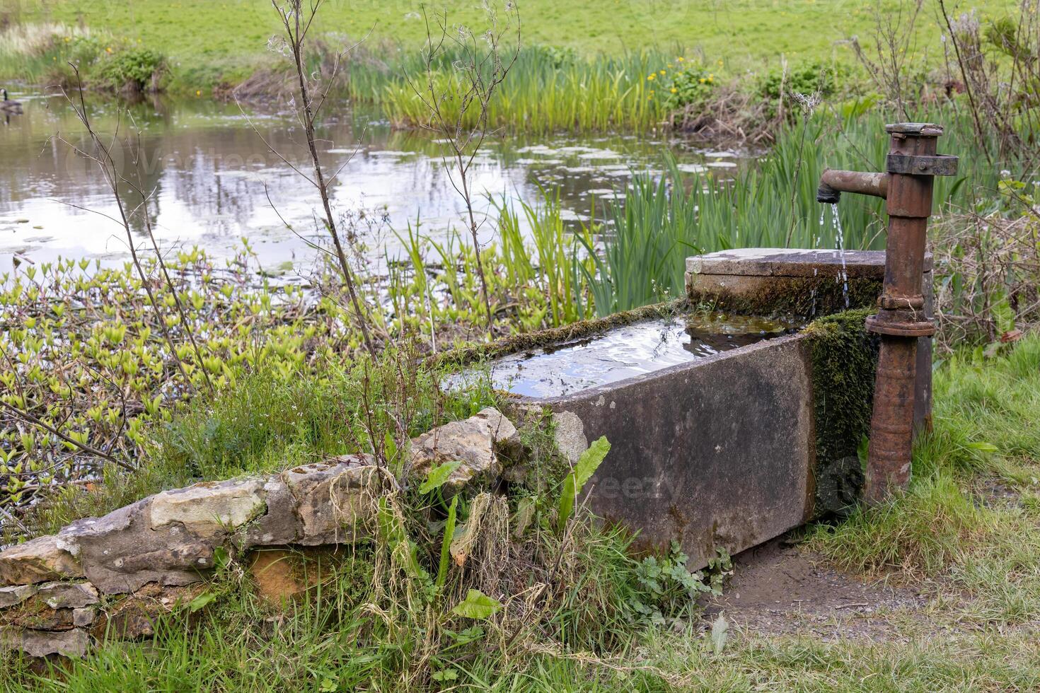 Water trough and rusty tap by a pond in East Sussex photo