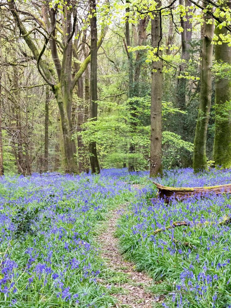 Bluebells in Staffhurst Woods near Oxted Surrey photo