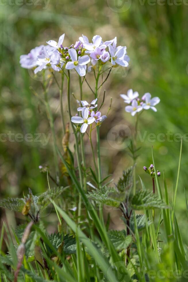 Cuckoo flowers, Cardamine pratensis, flowering in the spring sunshine in East Sussex photo