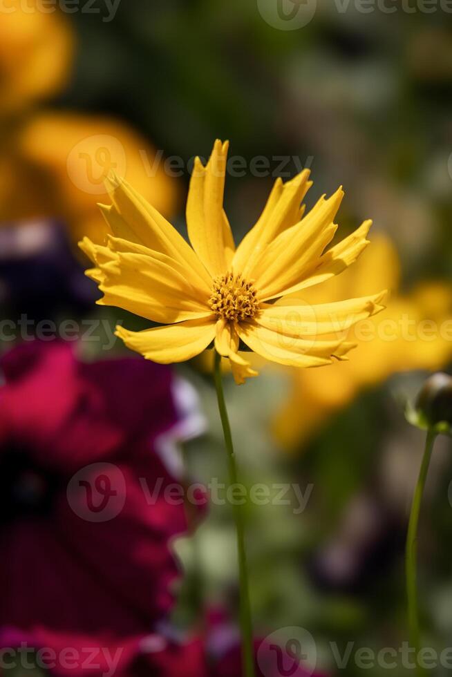 hoja de lanza coreopsis, coreopis lanceolata floración en este en lugar de sonreír foto