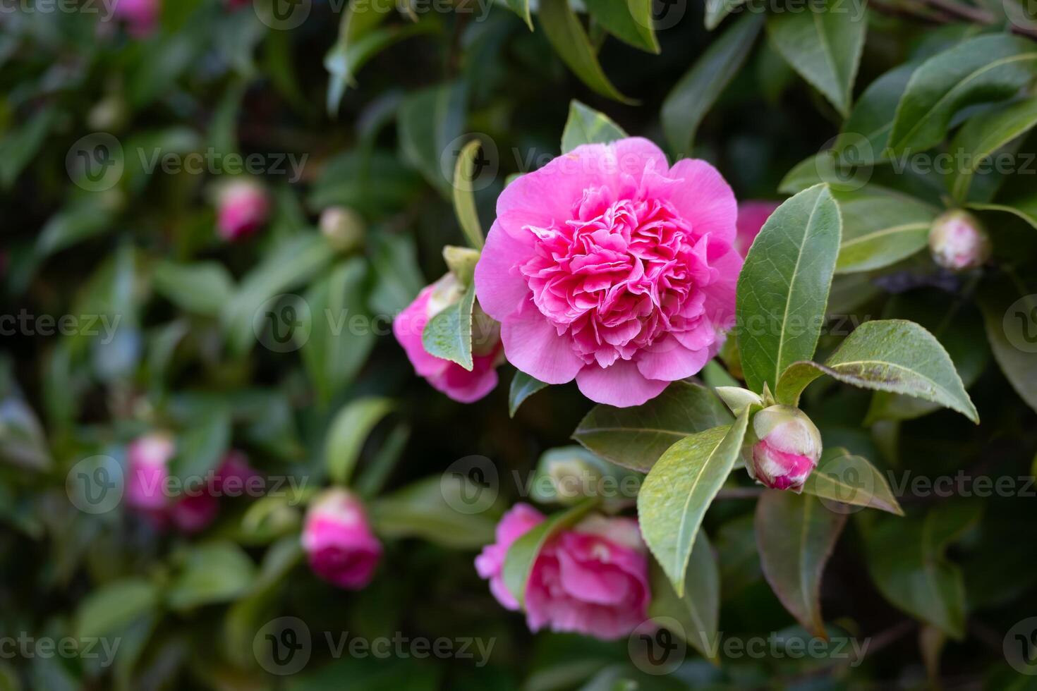 camelia rosa en plena floración en east grinstead foto