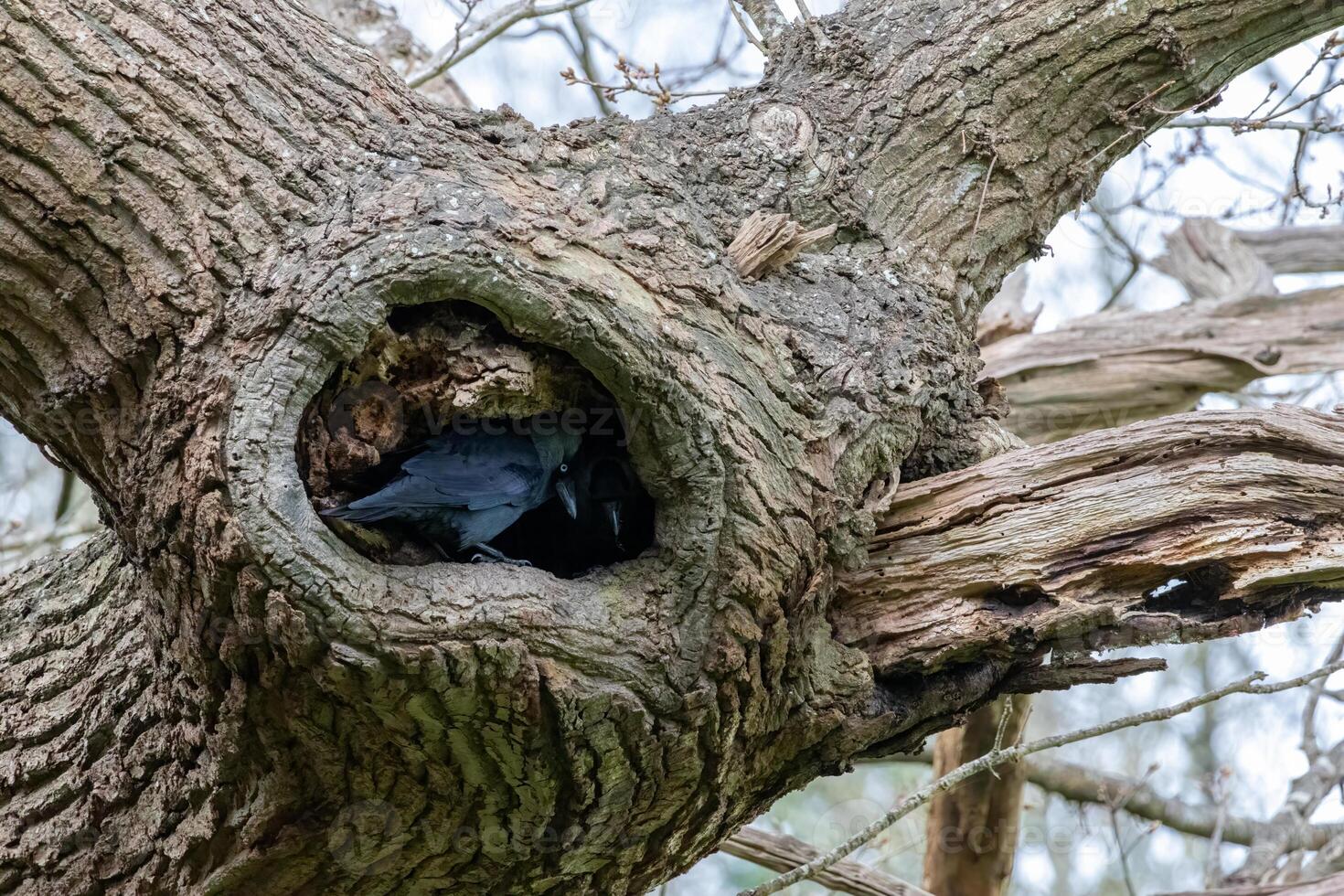 Jackdaw, Corvus monedula, at the entrance to its nest in an oak tree photo