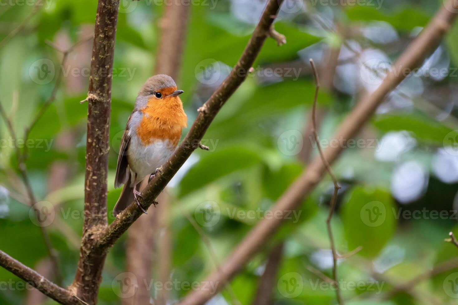 Robin singing away perched in a tree on a winters day photo