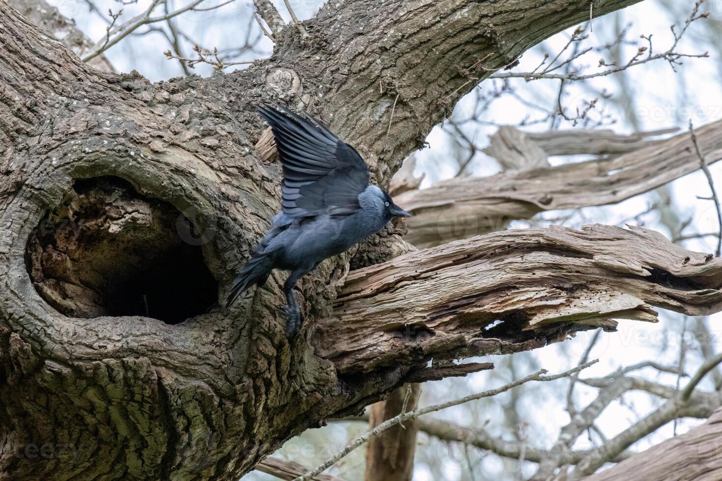 Jackdaw, Corvus monedula, flying from its nest in an oak tree photo