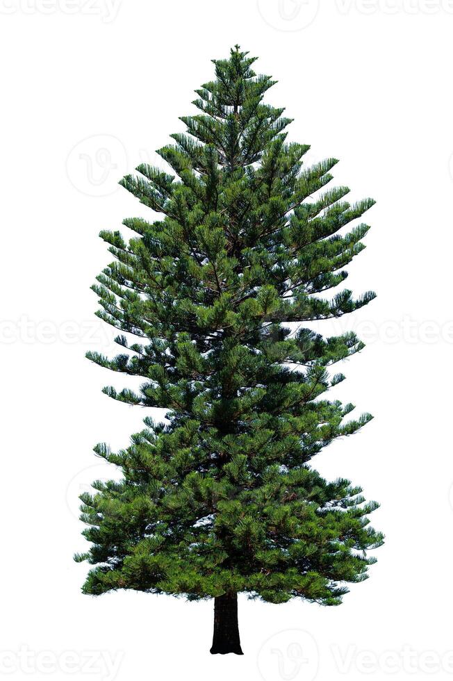 pine tree isolated on white background photo