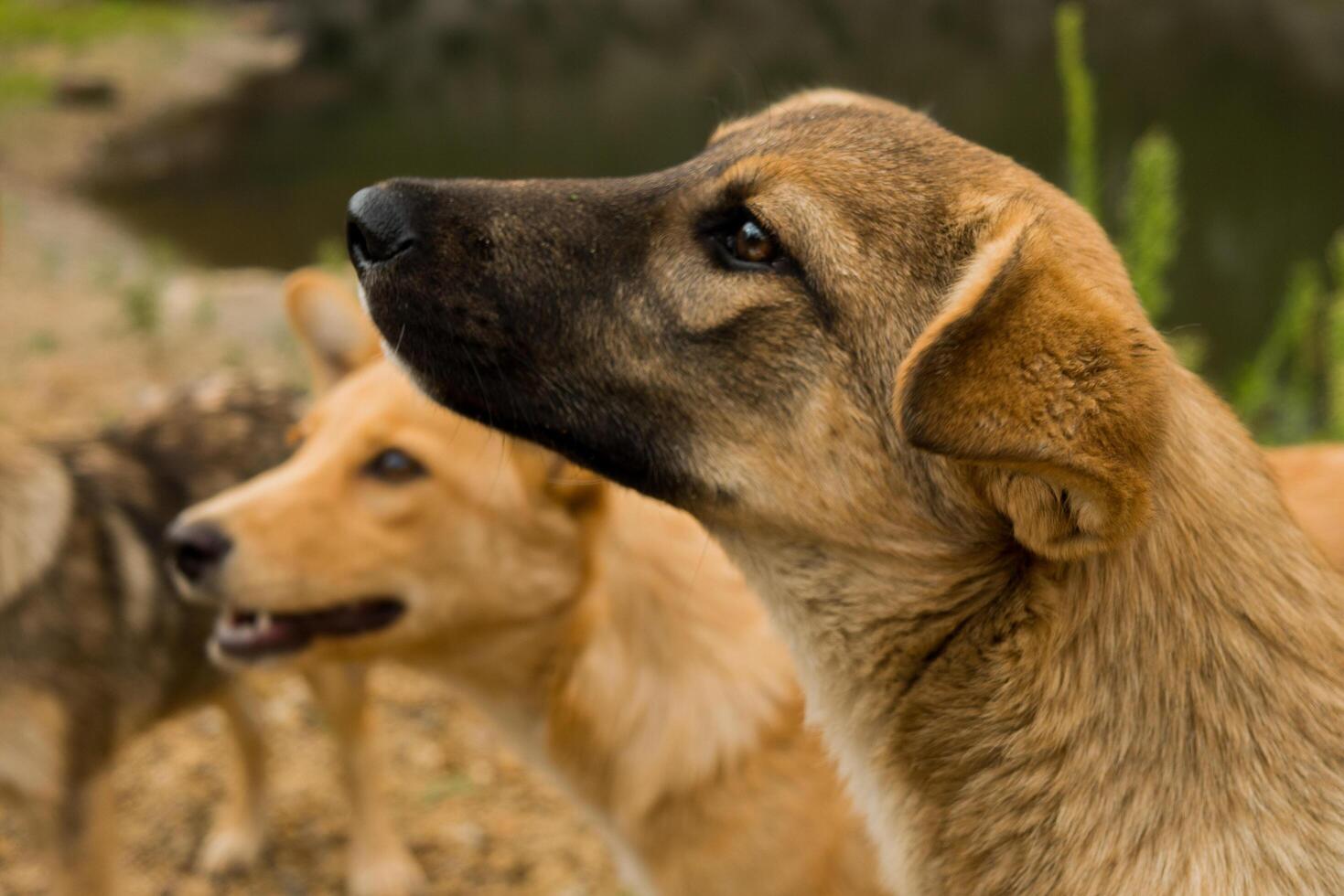 Pack of young dogs are together outdoors. Family, a group of dogs of the same breed on a walk in the forest. photo