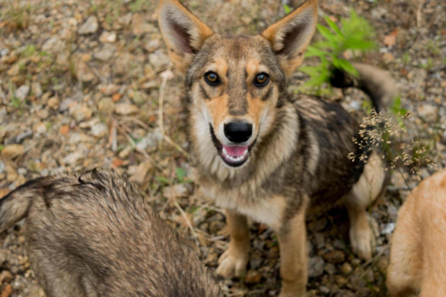 Pack of young dogs are together outdoors. Family, a group of dogs of the same breed on a walk in the forest. photo