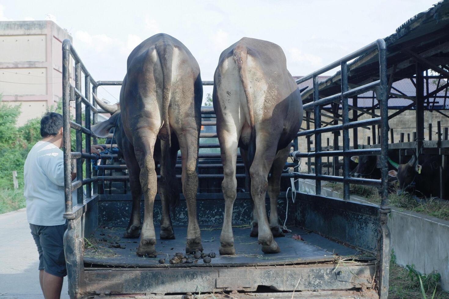 the process of transporting cattle onto a pickup truck for sale. Bontang, East Kalimantan, Indonesia, April 21 2024 photo