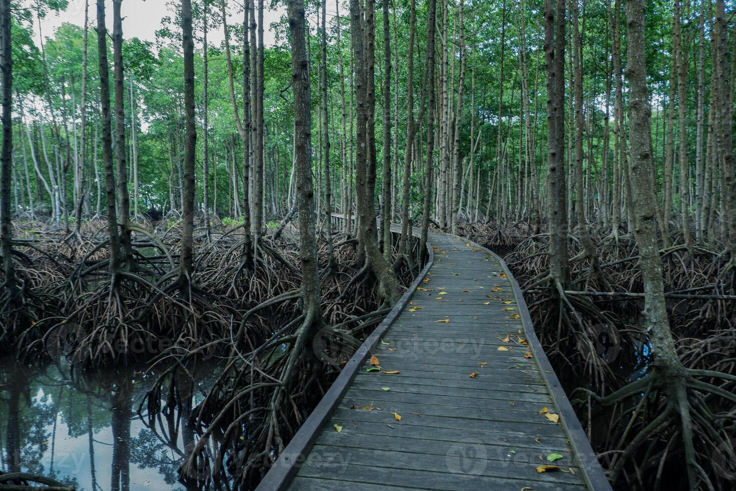 wooden bridge along the mangrove forest path. mangrove forest tourist destination photo