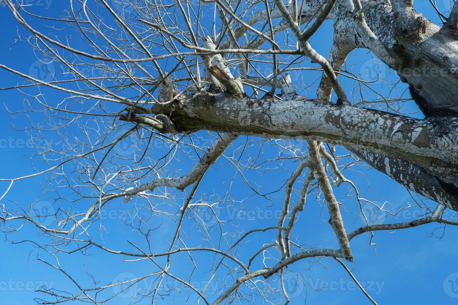 antiguo y seco árbol bañador sin hojas. seco temporada foto concepto